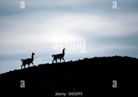 Fichier - Un fichier photo datée du 30 novembre 2008 montre Guanacos en Terre de feu près d'Ushuaia, Argentine. Guanacos sont indigènes à l'Amérique du Sud. Photo : Jan Woitas Banque D'Images