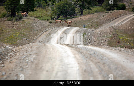 Fichier - Un fichier photo datée du 30 novembre 2008 montre Guanacos fuyant d'une voiture à Tierra del Fuego, Argentine. Guanacos sont indigènes à l'Amérique du Sud. Photo : Jan Woitas Banque D'Images