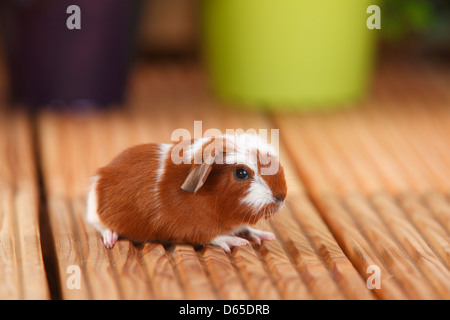 English Crested cobaye, jeune, rouge-blanc, 4 jours Banque D'Images