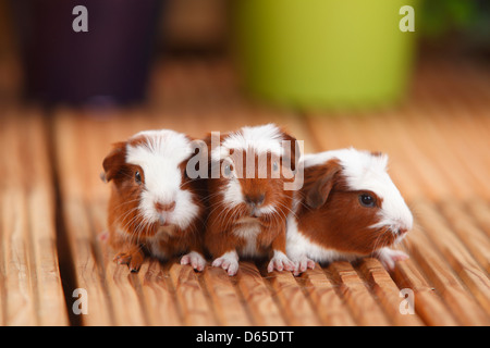 English Crested cobaye, jeune, rouge-blanc, 4 jours Banque D'Images