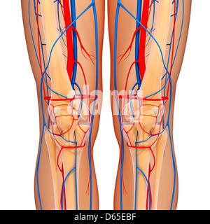 Anatomie du genou, artwork Banque D'Images