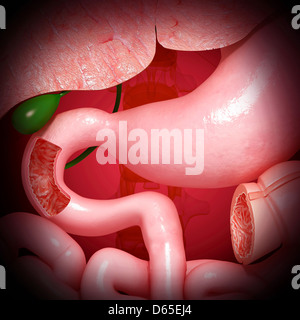 Système digestif en santé, artwork Banque D'Images