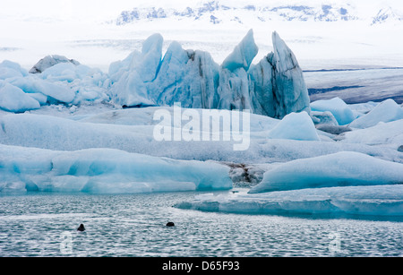 Les icebergs bleu flottant dans la lagune jokulsarlon en Islande en hiver avec deux joints natation au premier plan Banque D'Images
