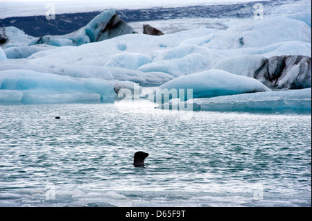 Les icebergs bleu flottant dans la lagune jokulsarlon en Islande en hiver avec deux joints natation au premier plan Banque D'Images