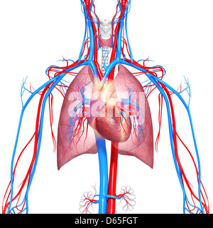 Système cardiovasculaire, artwork Banque D'Images