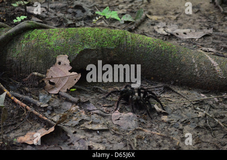 Une Tarentule se hisse hors de son trou sous les routes de l'arbre dans la forêt amazonienne, le Pérou Banque D'Images