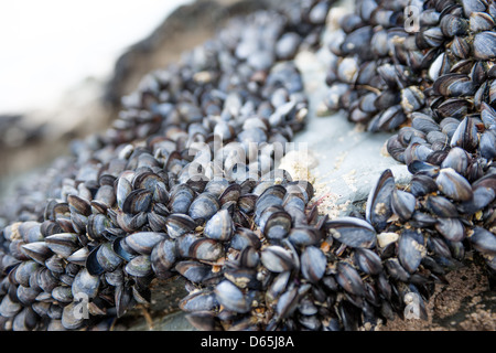 Les moules vivantes croissant sur les rochers de bord de mer Banque D'Images