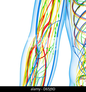 Anatomie du coude, artwork Banque D'Images