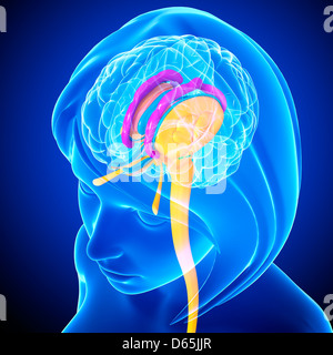 L'anatomie du cerveau, artwork Banque D'Images