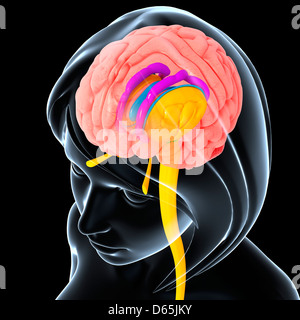 L'anatomie du cerveau, artwork Banque D'Images