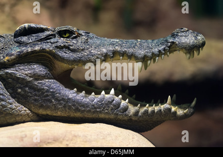 Animaux : tête de crocodile d'eau douce siamois, close-up shot Banque D'Images