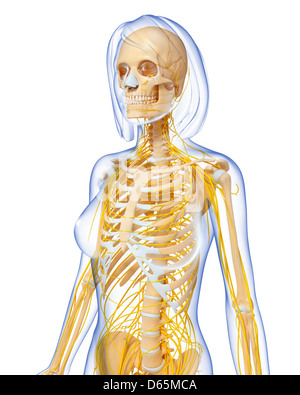 Anatomie féminine, l'oeuvre de l'ordinateur Banque D'Images