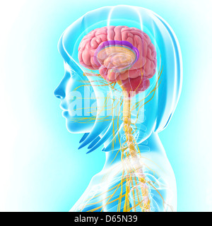 Système nerveux central femelle, artwork Banque D'Images