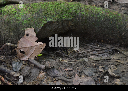 Une Tarentule se hisse hors de son trou sous les routes de l'arbre dans la forêt amazonienne, le Pérou Banque D'Images