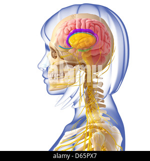 L'anatomie du cerveau, artwork Banque D'Images