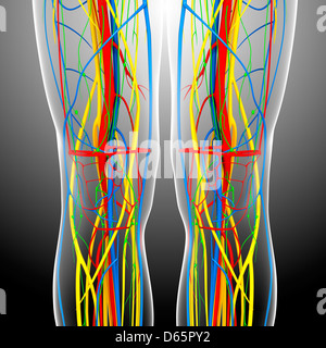 Anatomie du genou, artwork Banque D'Images