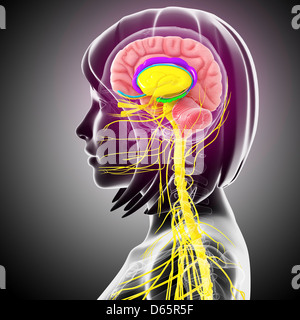 L'anatomie du cerveau, artwork Banque D'Images