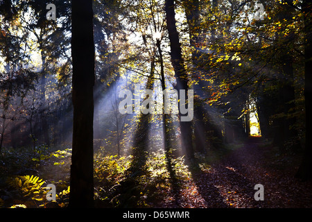 Rayons en étoile dans la forêt Banque D'Images