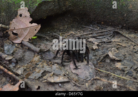 Une Tarentule se hisse hors de son trou sous les routes de l'arbre dans la forêt amazonienne, le Pérou Banque D'Images