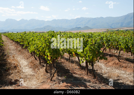 Zandliet domaine La vigne vin Robertson western cape Afrique du Sud l'industrie du vin de l'Afrique australe Banque D'Images