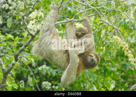 La mère et l'enfant paresseux tridactyle (Bradypus variegatus) Banque D'Images