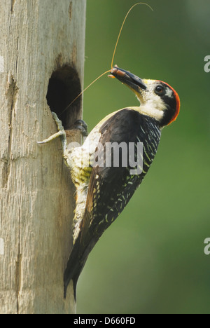Homme Black-cheeked Woodpecker (Melanerpes pucherani) avec un cricket Banque D'Images