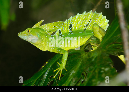 Mâle adulte (Basiliscus plumifrons Basilic à plumes) affichage Banque D'Images