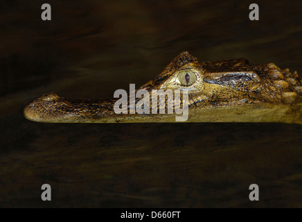 Caïman à lunettes (Caiman crocodilus) dans le Parc National de Tortuguero, Costa Rica. Banque D'Images