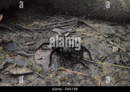 Une Tarentule se hisse hors de son trou sous les routes de l'arbre dans la forêt amazonienne, le Pérou Banque D'Images