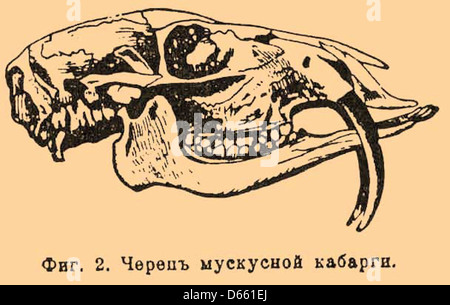 Illustration tirée du Brockhaus and Efron Encyclopedic Dictionary, représentant un squelette et un crâne humains. L'image fait partie d'un travail de référence complet sur l'anatomie et la biologie humaine, mettant en valeur la structure squelettique. Banque D'Images