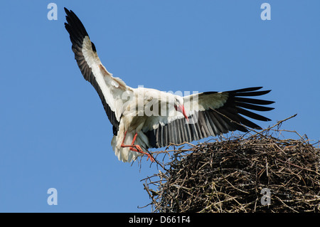 Flying cigogne blanche sur son nid d'atterrissage Banque D'Images