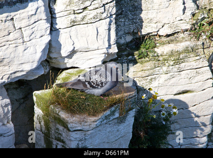 Rock Dove se percher sur Vire Banque D'Images