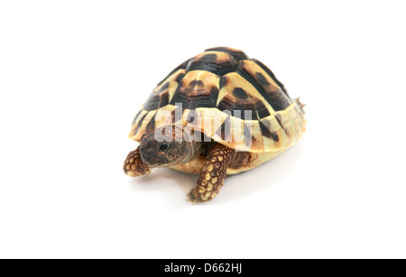 Reptile mignon - la tortue d'Hermann (Testudo hermanni) sur fond blanc Banque D'Images