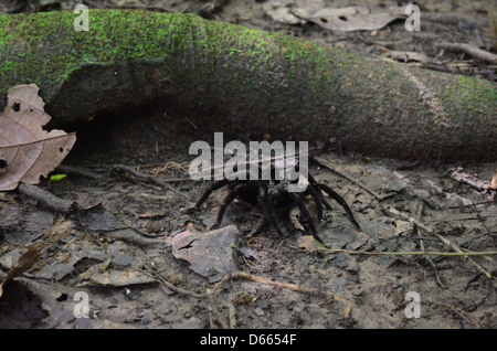 Tarantula crawls hors d'un trou dans la forêt amazonienne Banque D'Images