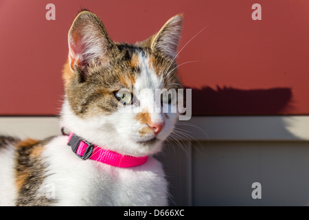 Close up d'un chat calico reposait dans le soleil à l'intérieur. Banque D'Images