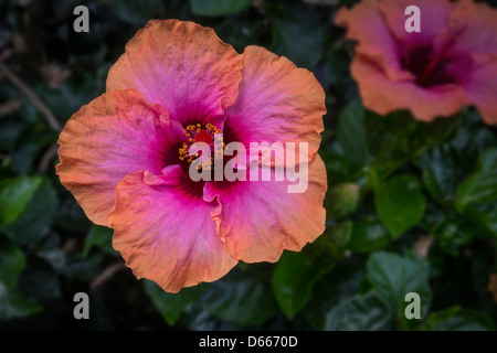 Fleur d’Hibiscus Banque D'Images