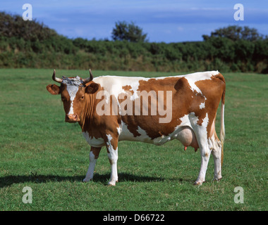 Guernesey vache dans champ, Saint Martin parois, Guernsey, Channel Islands Banque D'Images