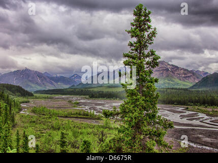 27 juin 2012 - Boroigh Denali, Alaska, États-Unis - La vallée glaciaire de sculpté à la Toklat, l'une des tresses les rivières qui traversent la forêt boréale et de la toundra du 6 million d'acres (24,500km) Parc National Denali et préserver. Chargé avec des débris de roche glaciaire et le ruissellement de la neige fondante, elles évoluent et s'entremêlent leurs chaînes sur la vallée et d' influence radicalement la topographie. Des montagnes escarpées de la chaîne de l'Alaska augmentation de la distance. (Crédit Image : © Arnold Drapkin/ZUMAPRESS.com) Banque D'Images