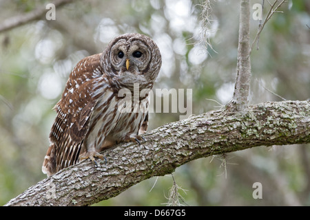 Hibou barré perching dans le chêne oiseau oiseaux rapaces oiseaux nature faune environnement Banque D'Images