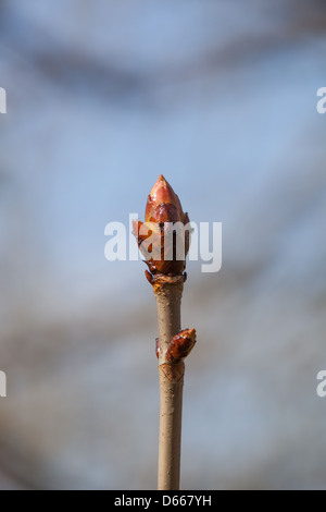 Sticky printemps les bourgeons sur un arbre Marronnier. Banque D'Images