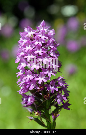 Orchidée pyramidale en pleine floraison Banque D'Images
