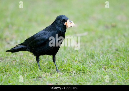 Close up d'un corbeau à la recherche de nourriture sur l'herbe avec un bec plein de pain Banque D'Images