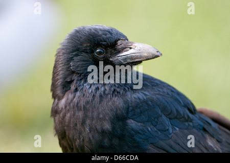 Close up of a crow Banque D'Images