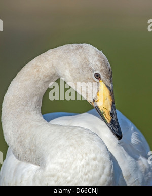 Cygnus cygnus Cygne chanteur, Portrait Banque D'Images