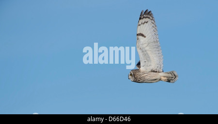 Asio flammeus Hibou des courts, Hawking dans un ciel bleu magnifique sur les hommes une tol Cornwall (c) Bob Sharples/Alamy Banque D'Images