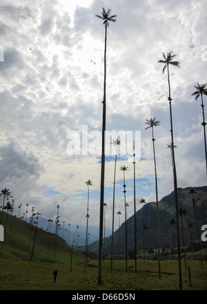 Les palmiers de Cocora National Park Tower au-dessus de la petite figure sur le terrain. Banque D'Images