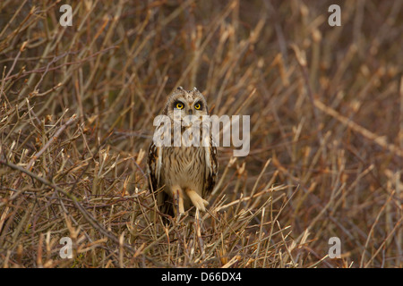 Asio flammeus - hibou des assis sur couverture fraîchement coupée Banque D'Images