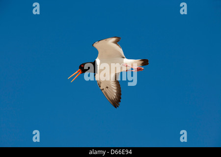 Huîtrier pie - Haematopus ostralegus en vol sur un fond de ciel bleu Banque D'Images