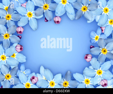 Myosotis, forget-me-not, fleur bleue. Banque D'Images