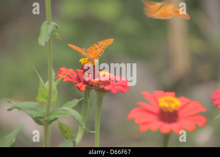 Papillon sur une fleur du cerrado goias Chapada dos Veadeiros Banque D'Images